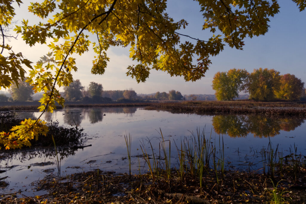 Fall scene with water and colourful foliage, hazy distance.